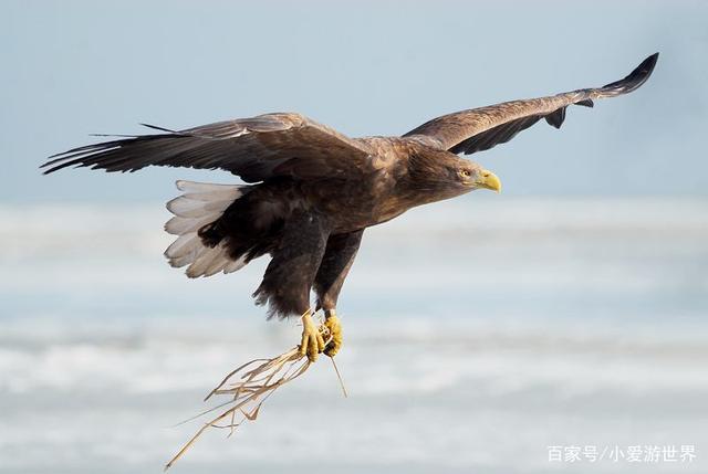 祁连雷霆队鏖战云贵金雕队,电竞大奖赛读秒绝平,转换速度占优。韧性与执行并存(战速220低趴视频) 祁连雷霆队鏖战云贵金雕队,电竞大奖赛读秒绝平,转换速度占优。韧性与执行并存(战速220低趴视频)